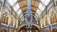 Pictured: 'Hope', the blue whale skeleton, in the Museum's Hintze Hall